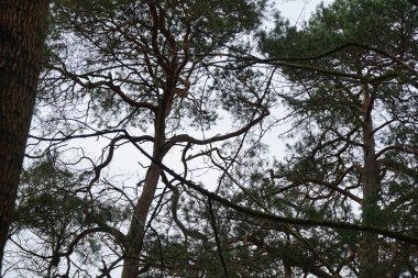 Şubat ayında ormandaki ağaçlar gökyüzüne karşıdır. Berlin, Almanya, Avrupa. 