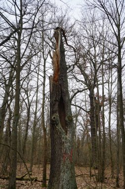 Kış bitkileriyle, devrilmiş ağaçlarla, dallarla ve Şubat ayında görülen yapraklarla güzel bir orman manzarası. Berlin, Almanya, Avrupa.                                