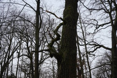 Şubat ayında ormandaki ağaçlar gökyüzüne karşıdır. Berlin, Almanya, Avrupa. 