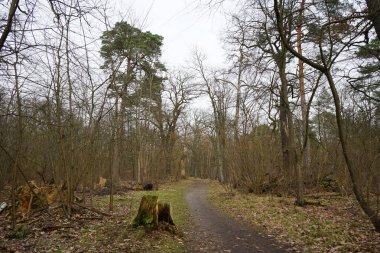 Kış bitkileriyle, devrilmiş ağaçlarla, dallarla ve Şubat ayında görülen yapraklarla güzel bir orman manzarası. Berlin, Almanya, Avrupa.                                