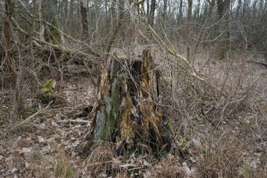 Kış bitkileriyle, devrilmiş ağaçlarla, dallarla ve Şubat ayında görülen yapraklarla güzel bir orman manzarası. Berlin, Almanya, Avrupa.                                