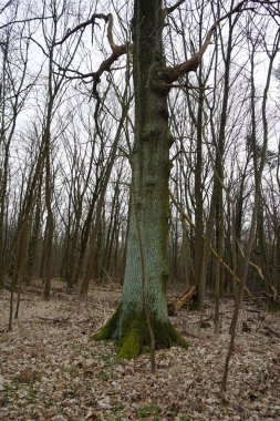 Kış bitkileriyle, devrilmiş ağaçlarla, dallarla ve Şubat ayında görülen yapraklarla güzel bir orman manzarası. Berlin, Almanya, Avrupa.                                