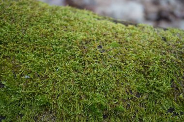 Yeşil yosun Şubat ayında bir ormanda ağaçta yetişir. Yosunlar, Bryophyta sensu sınıfındaki küçük, vasküler olmayan çiçeksiz bitkilerdir. Berlin, Almanya, Avrupa.