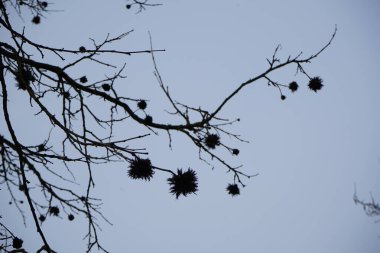 Şubat ayında meyve ve infloresans içeren Corylus colurna büyür. Corylus colurna, Türk fındığı veya Türk filetosu, yaprak döken bir ağaçtır. Berlin, Almanya, Avrupa. 