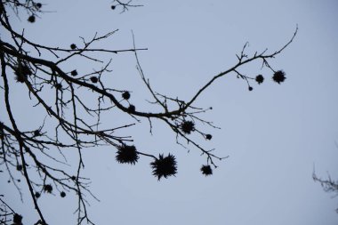 Şubat ayında meyve ve infloresans içeren Corylus colurna büyür. Corylus colurna, Türk fındığı veya Türk filetosu, yaprak döken bir ağaçtır. Berlin, Almanya, Avrupa. 