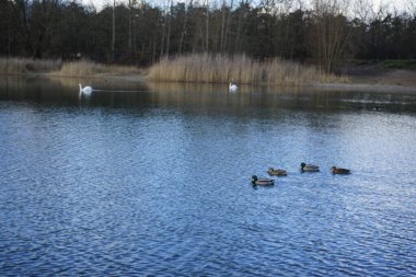 Şubat ayında Kaulsdorfer Baggersee dinlenme bölgesinde Habermannsee Gölü 'nde Cygnus olor, Fulica atra ve Anas platyrhynchos su kuşu yüzerler. Dilsiz kuğu (