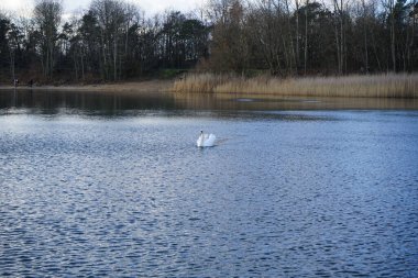 Şubat ayında Kaulsdorfer Baggersee 'deki Habermannsee gölünde beyaz dilsiz bir kuğu yüzer. Dilsiz kuğu (