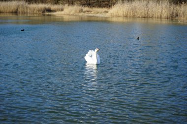 Şubat ayında Kaulsdorfer Baggersee dinlenme bölgesinde Habermannsee boyunca yüzen dilsiz bir kuğu, Cygnus olor ve Avrasyalı öküzler Fulica atra. Dilsiz kuğu (