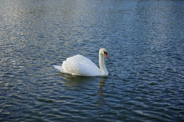 Şubat ayında Kaulsdorfer Baggersee 'deki Habermannsee gölünde beyaz dilsiz bir kuğu yüzer. Dilsiz kuğu (