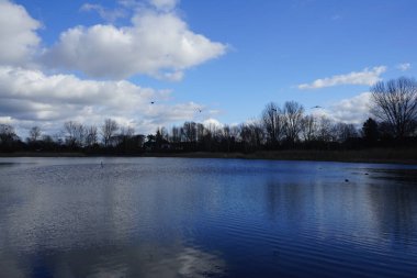 Kroicocephalus ridibundus martıları Şubat ayında Habermannsee Gölü üzerinde su kuşuyla uçarlar. Siyah başlı martı, Chroicocephalus ridibundus, Palearctic 'de üreyen küçük bir martıdır. Berlin, Almanya, Avrupa.                                
