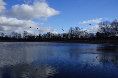Kroicocephalus ridibundus martıları Şubat ayında Habermannsee Gölü üzerinde su kuşuyla uçarlar. Siyah başlı martı, Chroicocephalus ridibundus, Palearctic 'de üreyen küçük bir martıdır. Berlin, Almanya, Avrupa.                                