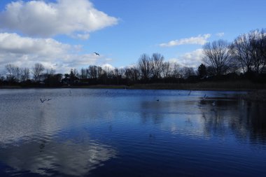 Kroicocephalus ridibundus martıları Şubat ayında Habermannsee Gölü üzerinde su kuşuyla uçarlar. Siyah başlı martı, Chroicocephalus ridibundus, Palearctic 'de üreyen küçük bir martıdır. Berlin, Almanya, Avrupa.                                