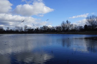 Kroicocephalus ridibundus martıları Şubat ayında Habermannsee Gölü üzerinde su kuşuyla uçarlar. Siyah başlı martı, Chroicocephalus ridibundus, Palearctic 'de üreyen küçük bir martıdır. Berlin, Almanya, Avrupa. 