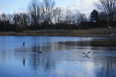 Kroicocephalus ridibundus martıları Şubat ayında Habermannsee Gölü üzerinde su kuşuyla uçarlar. Siyah başlı martı, Chroicocephalus ridibundus, Palearctic 'de üreyen küçük bir martıdır. Berlin, Almanya, Avrupa. 