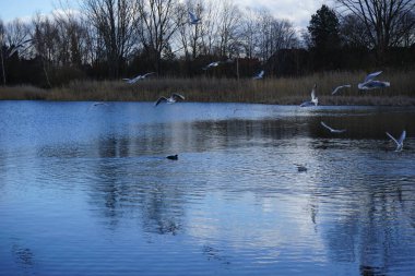 Kroicocephalus ridibundus martıları Şubat ayında Habermannsee Gölü üzerinde su kuşuyla uçarlar. Siyah başlı martı, Chroicocephalus ridibundus, Palearctic 'de üreyen küçük bir martıdır. Berlin, Almanya, Avrupa. 