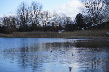 Kroicocephalus ridibundus martıları Şubat ayında Habermannsee Gölü üzerinde su kuşuyla uçarlar. Siyah başlı martı, Chroicocephalus ridibundus, Palearctic 'de üreyen küçük bir martıdır. Berlin, Almanya, Avrupa. 