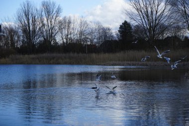 Kroicocephalus ridibundus martıları Şubat ayında Habermannsee Gölü üzerinde su kuşuyla uçarlar. Siyah başlı martı, Chroicocephalus ridibundus, Palearctic 'de üreyen küçük bir martıdır. Berlin, Almanya, Avrupa. 