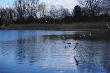 Kroicocephalus ridibundus martıları Şubat ayında Habermannsee Gölü üzerinde su kuşuyla uçarlar. Siyah başlı martı, Chroicocephalus ridibundus, Palearctic 'de üreyen küçük bir martıdır. Berlin, Almanya, Avrupa. 