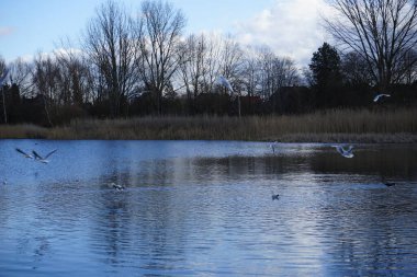 Kroicocephalus ridibundus martıları Şubat ayında Habermannsee Gölü üzerinde su kuşuyla uçarlar. Siyah başlı martı, Chroicocephalus ridibundus, Palearctic 'de üreyen küçük bir martıdır. Berlin, Almanya, Avrupa. 
