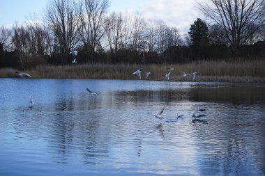 Kroicocephalus ridibundus martıları Şubat ayında Habermannsee Gölü üzerinde su kuşuyla uçarlar. Siyah başlı martı, Chroicocephalus ridibundus, Palearctic 'de üreyen küçük bir martıdır. Berlin, Almanya, Avrupa. 