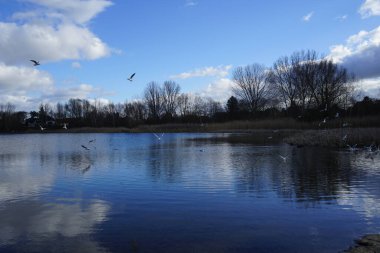 Kroicocephalus ridibundus martıları Şubat ayında Habermannsee Gölü üzerinde su kuşuyla uçarlar. Siyah başlı martı, Chroicocephalus ridibundus, Palearctic 'de üreyen küçük bir martıdır. Berlin, Almanya, Avrupa. 