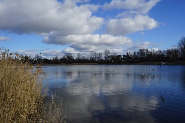 Kroicocephalus ridibundus martıları Şubat ayında Habermannsee Gölü üzerinde su kuşuyla uçarlar. Siyah başlı martı, Chroicocephalus ridibundus, Palearctic 'de üreyen küçük bir martıdır. Berlin, Almanya, Avrupa. 