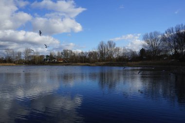 Kroicocephalus ridibundus martıları Şubat ayında Habermannsee Gölü üzerinde su kuşuyla uçarlar. Siyah başlı martı, Chroicocephalus ridibundus, Palearctic 'de üreyen küçük bir martıdır. Berlin, Almanya, Avrupa. 