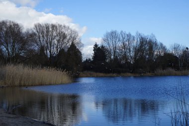 Corvus cornix, Chroicocephalus ridibundus, Fulica atra ve Anas platyrhynchos kuşları Şubat ayında Kaulsdorfer Baggersee dinlenme alanında Habermannsee Gölü yakınlarında yaşamaktadırlar. Berlin, Almanya, Avrupa.                                