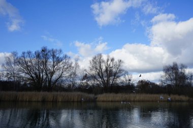Kroicocephalus ridibundus martıları Şubat ayında Habermannsee Gölü üzerinde su kuşuyla uçarlar. Siyah başlı martı, Chroicocephalus ridibundus, Palearctic 'de üreyen küçük bir martıdır. Berlin, Almanya, Avrupa. 