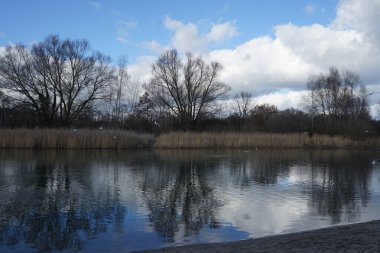 Şubat ayında Habermannsee Gölü üzerinde Chroicocephalus ridibundus martıları uçar. Siyah başlı martı, Chroicocephalus ridibundus, Palearctic 'de üreyen küçük bir martıdır. Berlin, Almanya, Avrupa.                                     