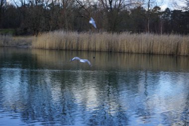 Kroicocephalus ridibundus martıları Şubat ayında Habermannsee Gölü üzerinde su kuşuyla uçarlar. Siyah başlı martı, Chroicocephalus ridibundus, Palearctic 'de üreyen küçük bir martıdır. Berlin, Almanya, Avrupa. 