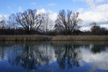 Kroicocephalus ridibundus martıları Şubat ayında Habermannsee Gölü üzerinde su kuşuyla uçarlar. Siyah başlı martı, Chroicocephalus ridibundus, Palearctic 'de üreyen küçük bir martıdır. Berlin, Almanya, Avrupa. 