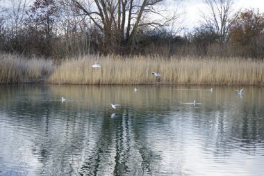 Şubat ayında Habermannsee Gölü üzerinde Chroicocephalus ridibundus martıları uçar. Siyah başlı martı, Chroicocephalus ridibundus, Palearctic 'de üreyen küçük bir martıdır. Berlin, Almanya, Avrupa.      