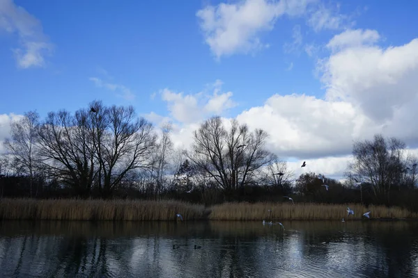 Kroicocephalus ridibundus martıları Şubat ayında Habermannsee Gölü üzerinde su kuşuyla uçarlar. Siyah başlı martı, Chroicocephalus ridibundus, Palearctic 'de üreyen küçük bir martıdır. Berlin, Almanya, Avrupa. 