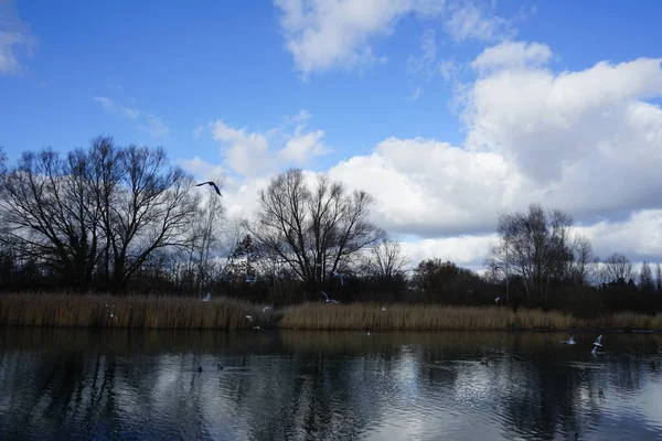 Kroicocephalus ridibundus martıları Şubat ayında Habermannsee Gölü üzerinde su kuşuyla uçarlar. Siyah başlı martı, Chroicocephalus ridibundus, Palearctic 'de üreyen küçük bir martıdır. Berlin, Almanya, Avrupa. 