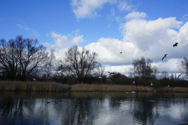 Kroicocephalus ridibundus martıları Şubat ayında Habermannsee Gölü üzerinde su kuşuyla uçarlar. Siyah başlı martı, Chroicocephalus ridibundus, Palearctic 'de üreyen küçük bir martıdır. Berlin, Almanya, Avrupa. 