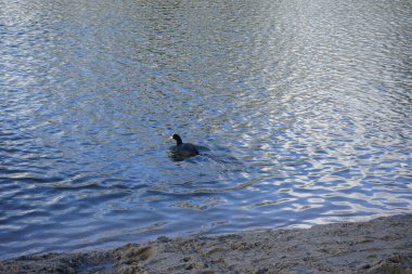 Fulica atra Şubat ayında Habermannsee gölünde yüzer. Avrasya yaban ördeği (