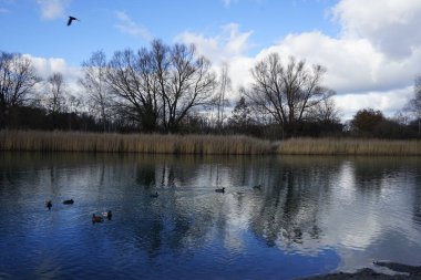 Mallard ördekleri Şubat ayında Habermannsee Gölü boyunca yüzerler. Yaban ördeği (