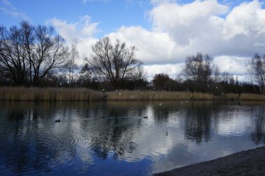 Şubat ayında Kaulsdorfer Baggersee dinlenme bölgesinde Habermannsee yakınlarında Chroicocephalus ridibundus martıları ve Anas platyrhynchos yaban ördekleri yaşamaktadır. Berlin, Almanya, Avrupa.