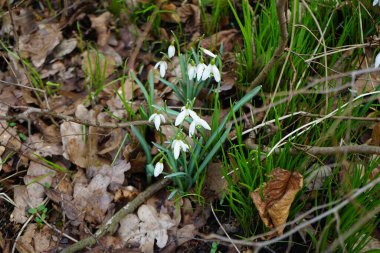Galanthus Nivalis Şubat ayında ormanda beyaz çiçeklerle çiçek açar. Galanthus nivalis, Galanthus cinsi içinde en çok bilinen ve yaygın olarak görülen kartopu türüdür. Berlin, Almanya, Avrupa. 