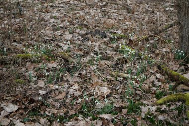 Galanthus Nivalis Şubat ayında ormanda beyaz çiçeklerle çiçek açar. Galanthus nivalis, Galanthus cinsi içinde en çok bilinen ve yaygın olarak görülen kartopu türüdür. Berlin, Almanya, Avrupa. 