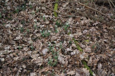 Galanthus Nivalis Şubat ayında ormanda beyaz çiçeklerle çiçek açar. Galanthus nivalis, Galanthus cinsi içinde en çok bilinen ve yaygın olarak görülen kartopu türüdür. Berlin, Almanya, Avrupa. 