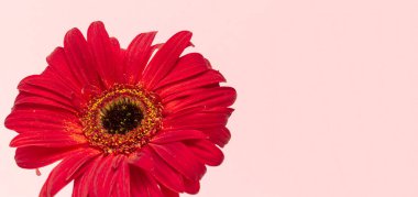 Pembe arka planda güzel kırmızı gerbera çiçeği. Anneler günün kutlu olsun, kadınlar günü, sevgililer günü ya da doğum günü tebrik kartı. kutlama selamlama konsepti, düz konum ve kopyalama alanı