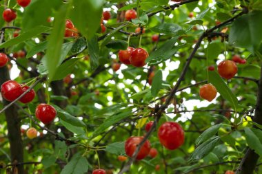 Arkaplanda yeşil yapraklar ve diğer kirazlarla çevrili bir kiraz ağacının dalında asılı duran su damlalarıyla dolu kırmızı kirazlar. Bahçedeki doğal vitaminler.