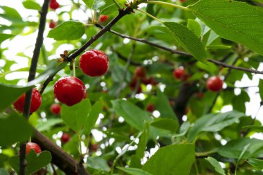 Arkaplanda yeşil yapraklar ve diğer kirazlarla çevrili bir kiraz ağacının dalında asılı duran su damlalarıyla dolu kırmızı kirazlar. Bahçedeki doğal vitaminler.
