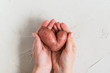 Gri beton arka planda ellerinde kalp şeklinde çirkin patates. Tuhaf, anormal sebze ya da yiyecek atığı konsepti. 