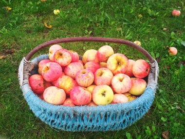 Bir sepette taze elmalar. Sonbahar çiftliği hasadı.