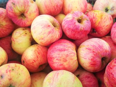 Arka planda taze elma sepeti var. Sonbahar çiftliği hasadı.