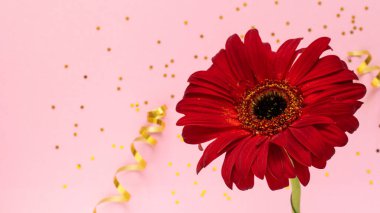 Pembe arka planda güzel kırmızı gerbera çiçeği. Anneler günün kutlu olsun, kadınlar günü, sevgililer günü ya da doğum günü tebrik kartı. kutlama selamlama konsepti, düz konum ve kopyalama alanı