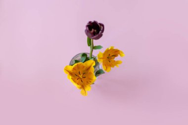 Pembe arka planda lale. Yukarıdan görüntüle.